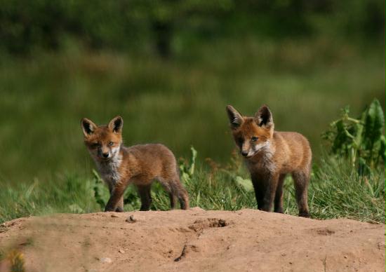 Fox <i>Vulpes vulpes</i>